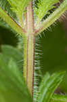 Rose verbena